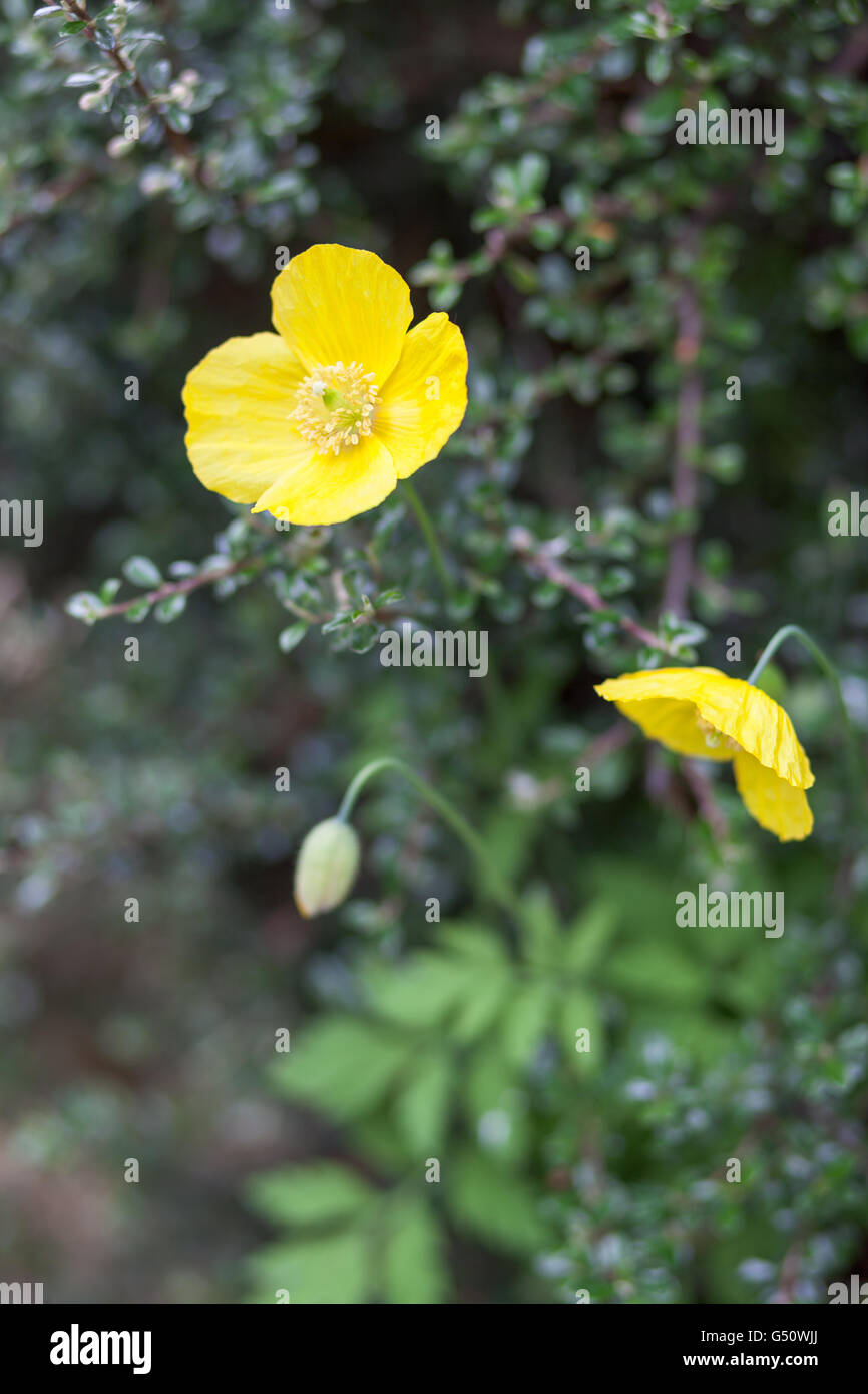 Yellow poppy flowers in garden Stock Photo