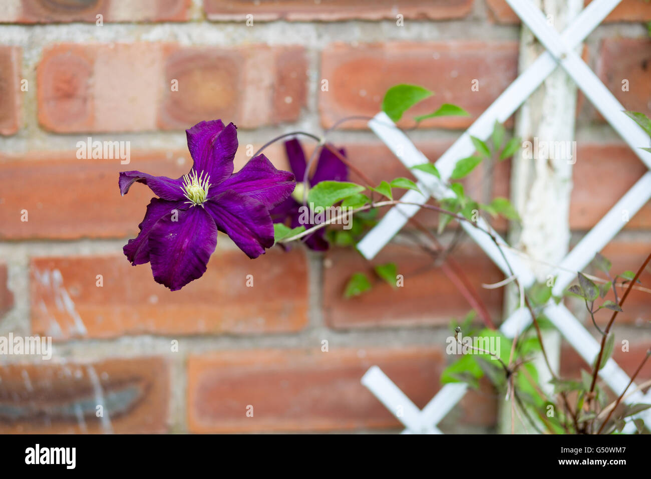 Purple clematis flower on trellis Stock Photo Alamy