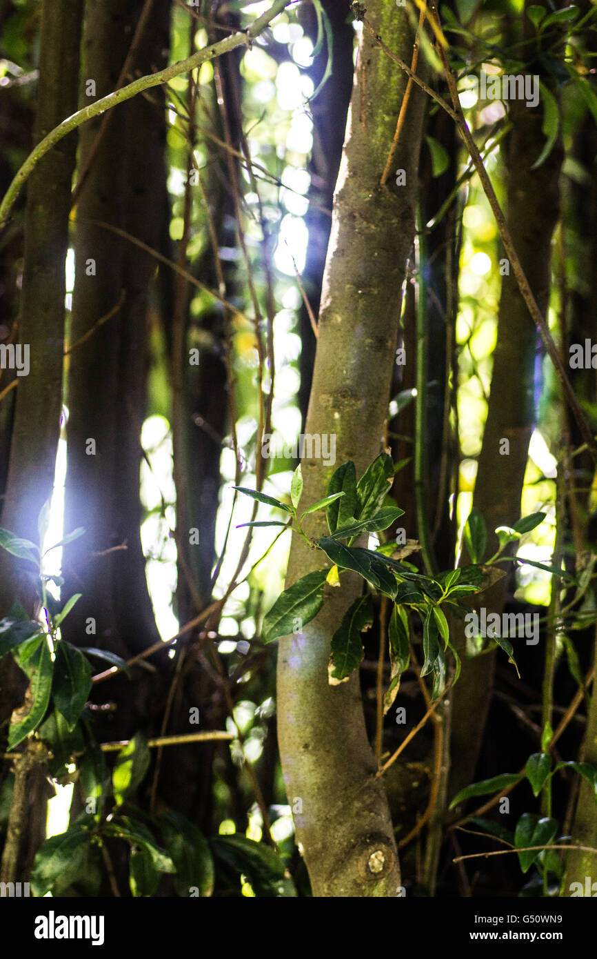 Sunlight through plants hi-res stock photography and images - Alamy