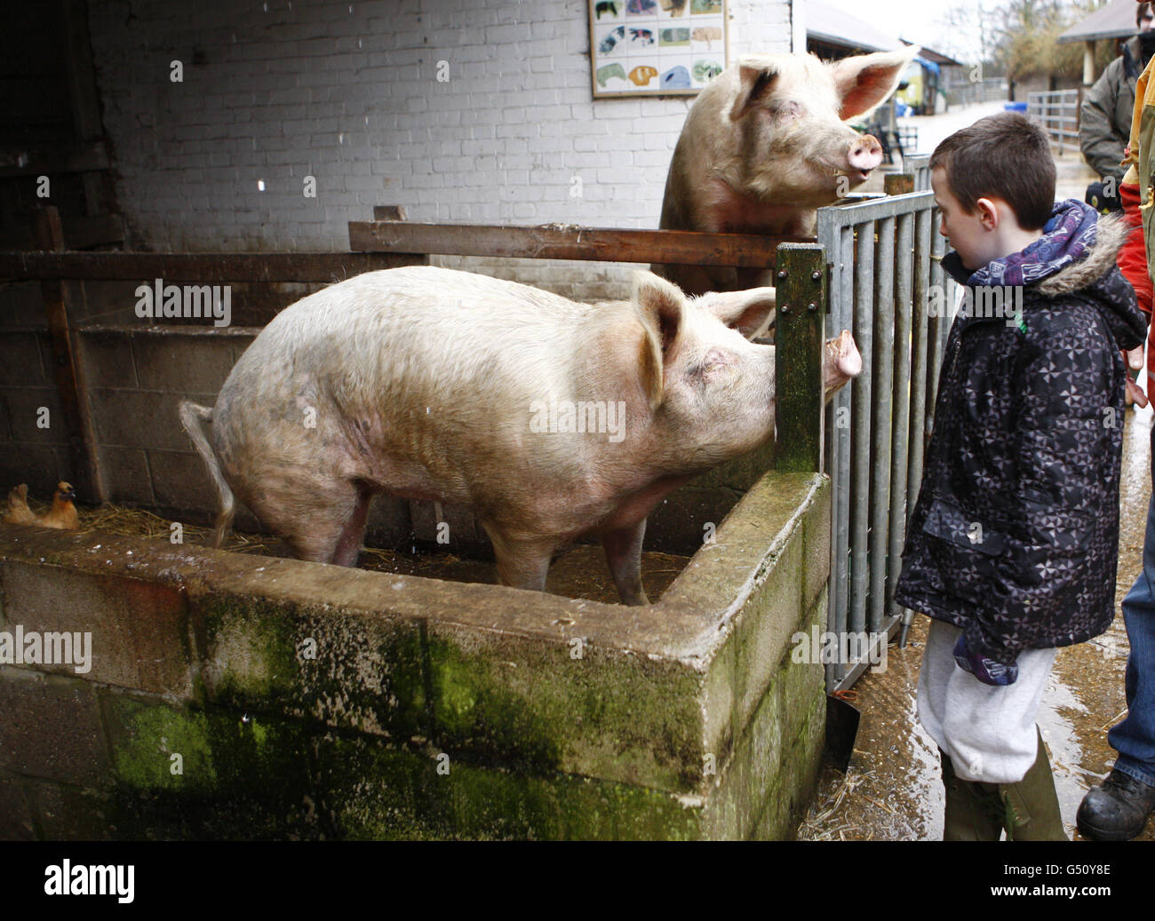 Kentish Town City Farm Stock Photo Alamy