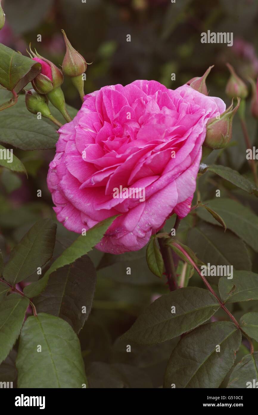 Beautiful Pink Rose Ireland Stock Photo Alamy