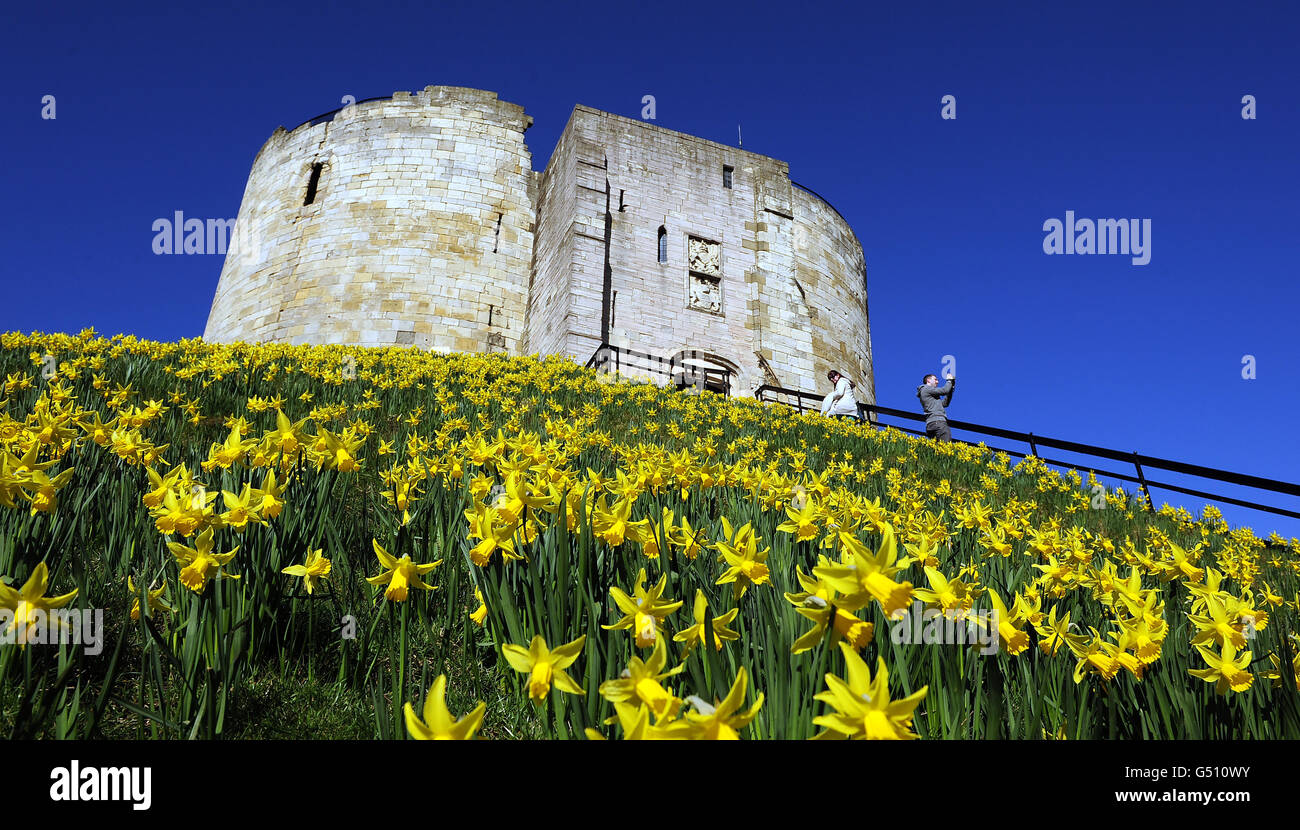 PHOTO: Thousands of daffodils in bloom around the ancient City walls in York and at historic sites like Cliffords Tower following the recent warm weather. Stock Photo