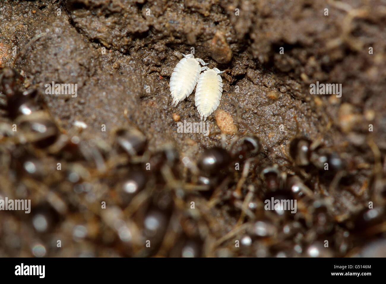 Platyarthrus hires stock photography and images Alamy