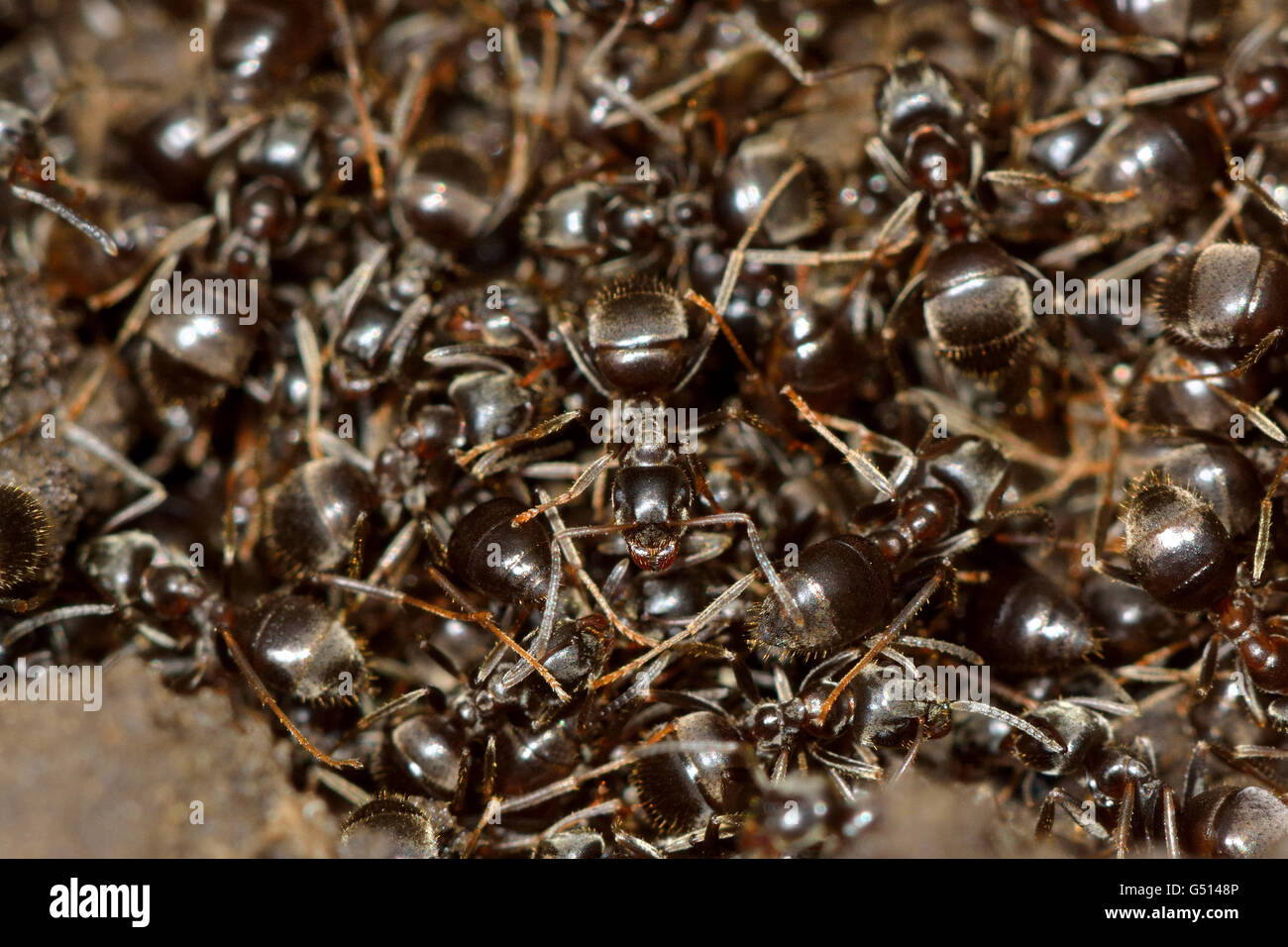 Common black ants (Lasius niger) in nest. Lots of worker ants in nest adopting defensive behaviours after being exposed Stock Photo