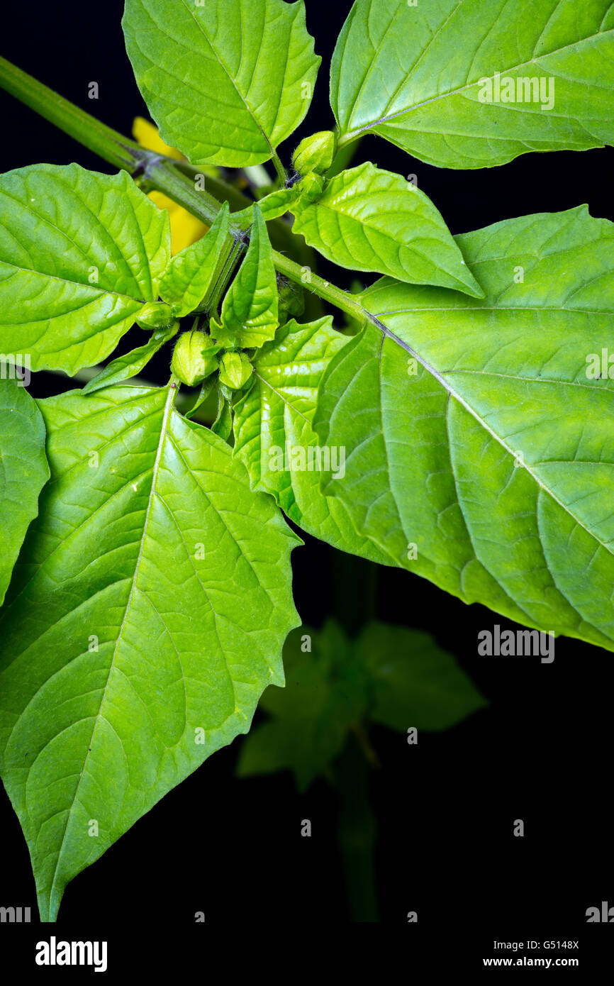 Tomatillo farming hires stock photography and images Alamy