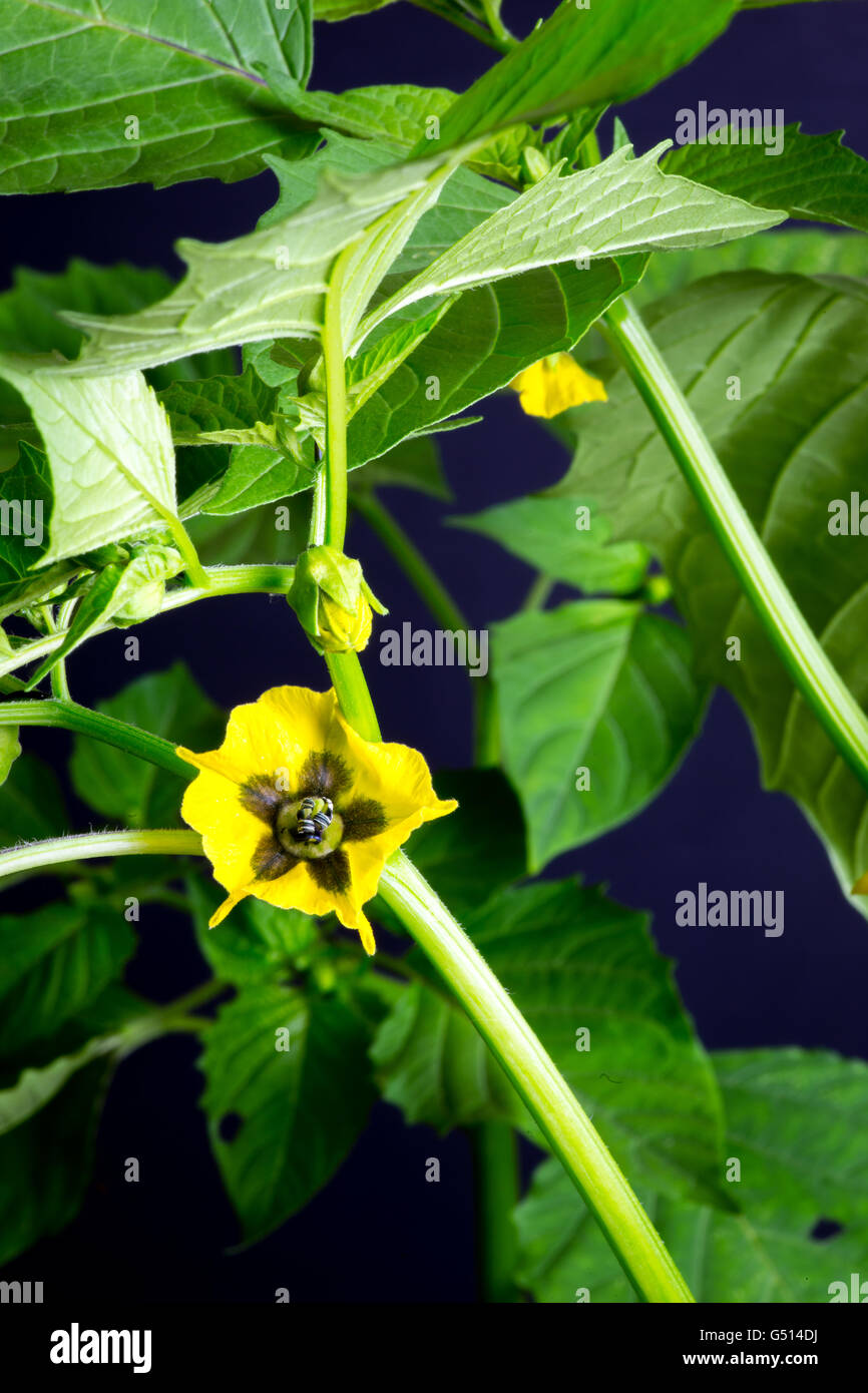 Tomatillo farming hires stock photography and images Alamy