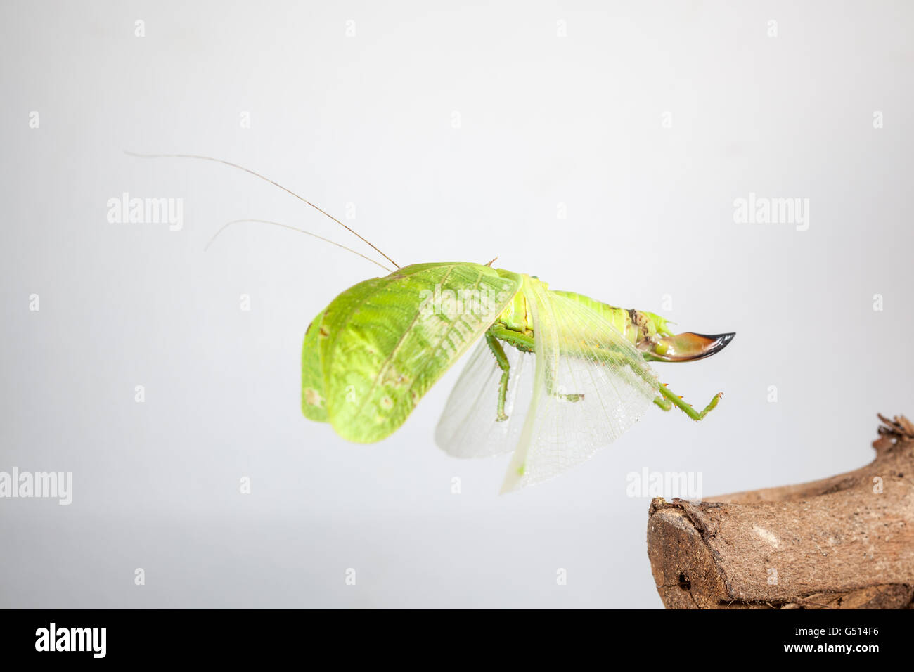 an Katydids of Thailand just fly away Stock Photo