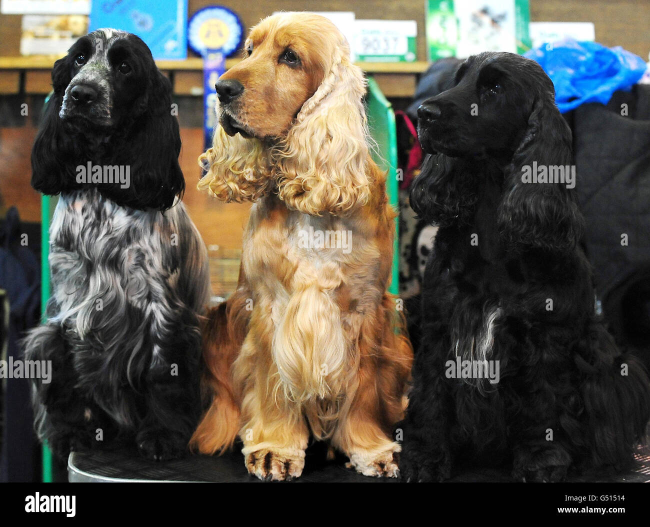 Cocker Spaniels at Crufts 2012 show at the NEC, Birmingham. Stock Photo