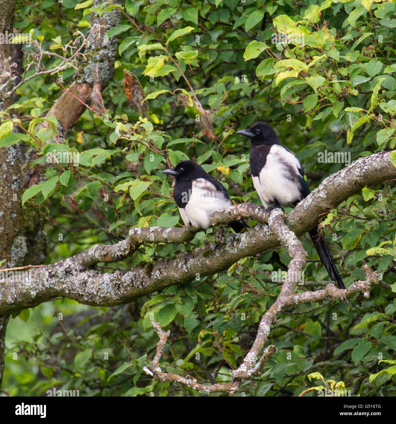 Juvenile Magpies Stock Photo: 106362832 - Alamy
