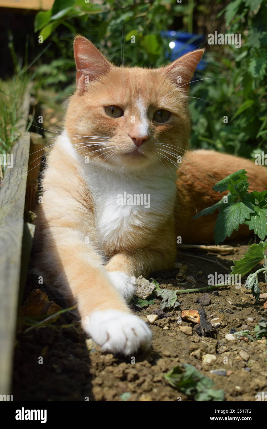 Ginger and white cat relaxing in the garden during summer Stock Photo