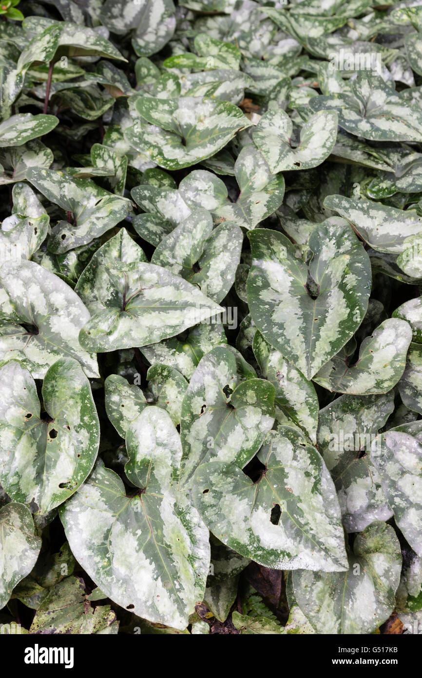 Silver splashed and marked foliage of the Chinese woodland perennial, Asarum splendens 'Quicksilver' Stock Photo