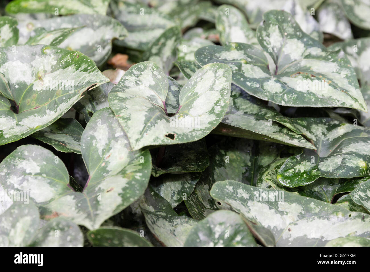 Silver splashed and marked foliage of the Chinese woodland perennial, Asarum splendens 'Quicksilver' Stock Photo