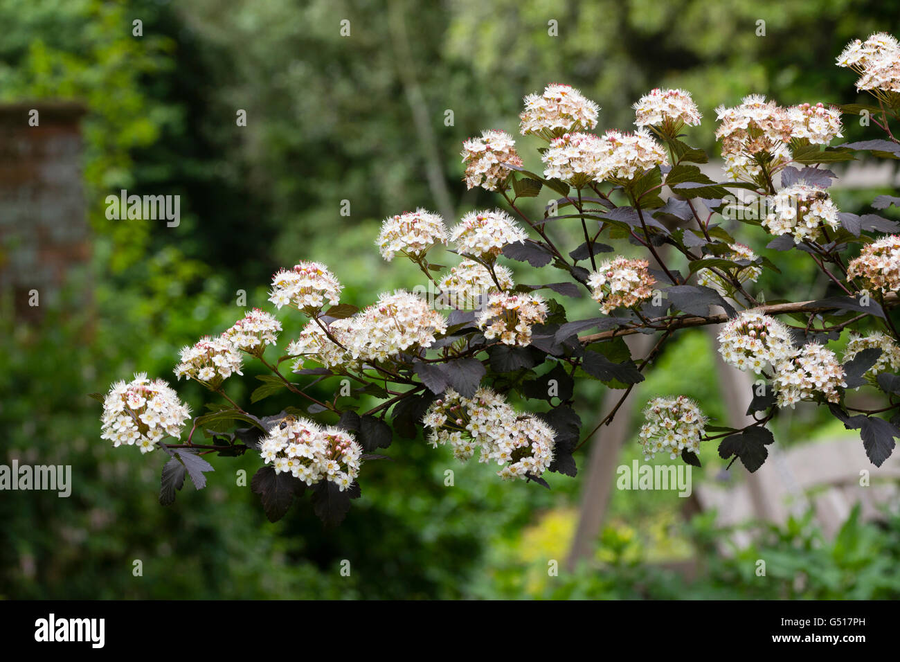 White flowers and dark foliage of the hardy ninebark shrub, Physocarpus opulifolius 'Diablo' Stock Photo