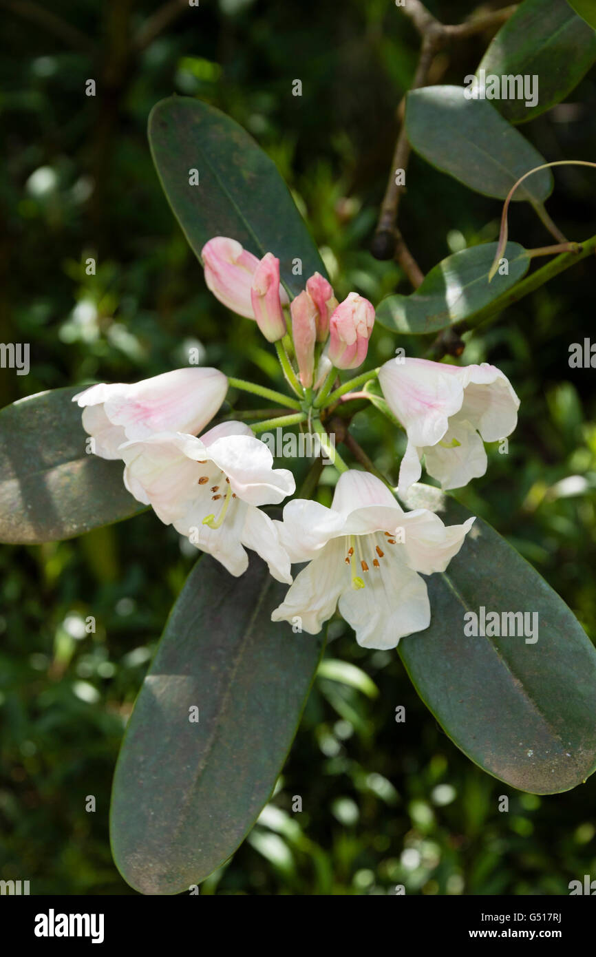 Early summer pink tinged white flowers of Rhododendron cyanocarpum Stock Photo