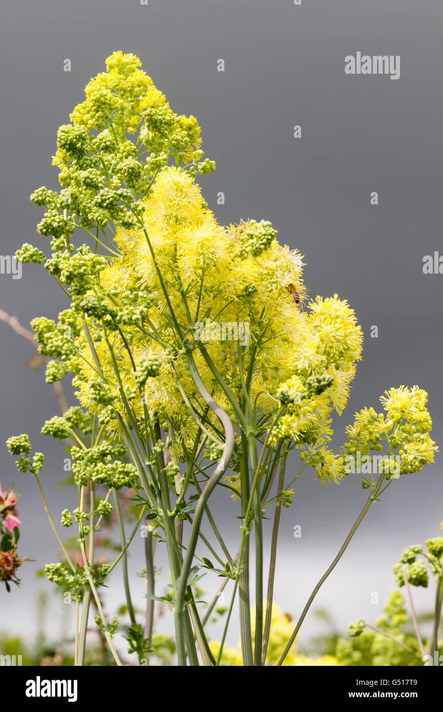 Fluffy yellow flowers of the tall herbaceous perennial meadow rue, Thalictrum flavum subsp. glaucum against a stormy sky. Stock Photo
