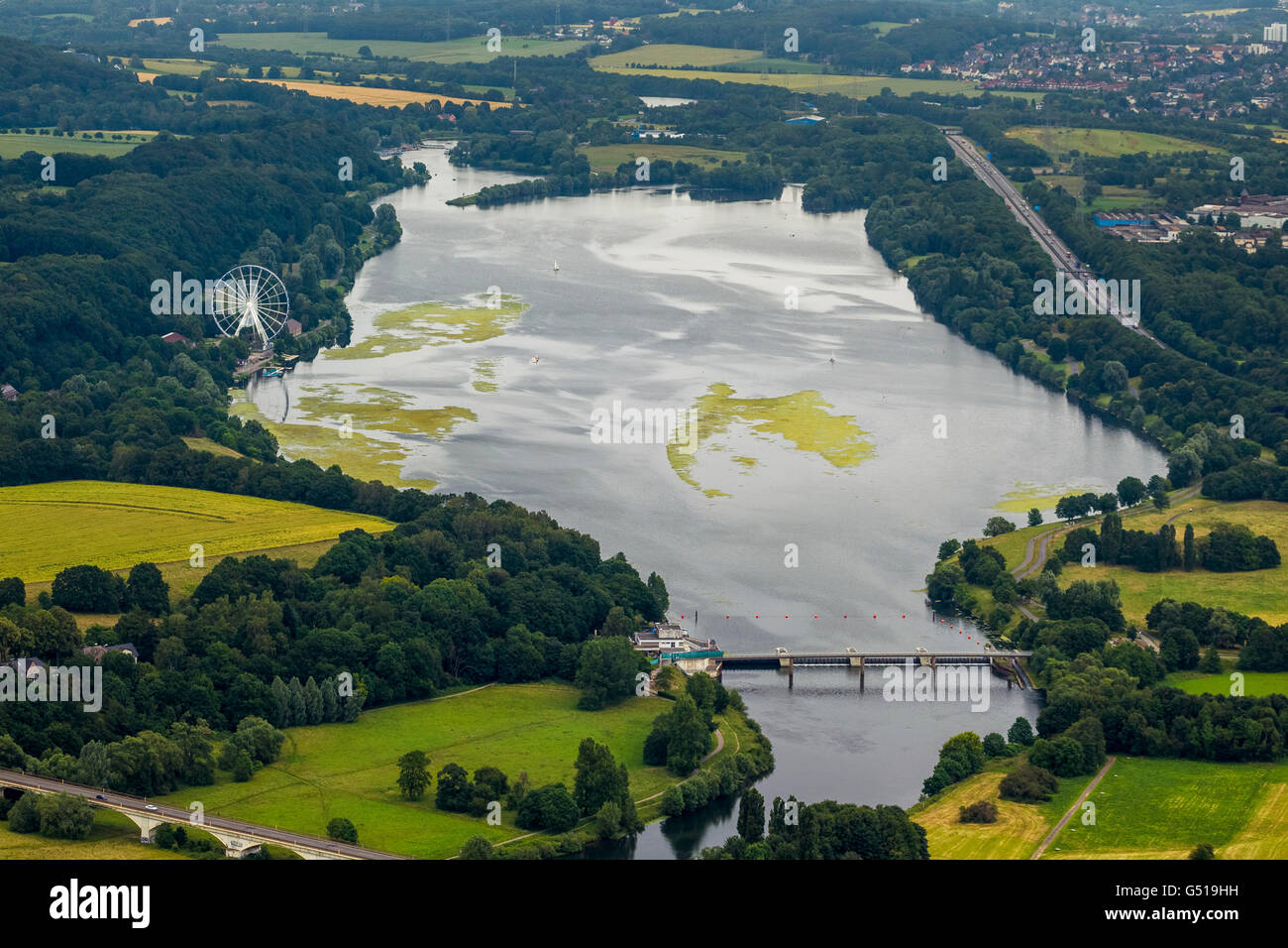 Aerial, aquatic plant Elodea, elodea nuttallii, waterweed, Kemnader Reservoir, Kemnade on the outskirts of Witten, Bochum Stock Photo