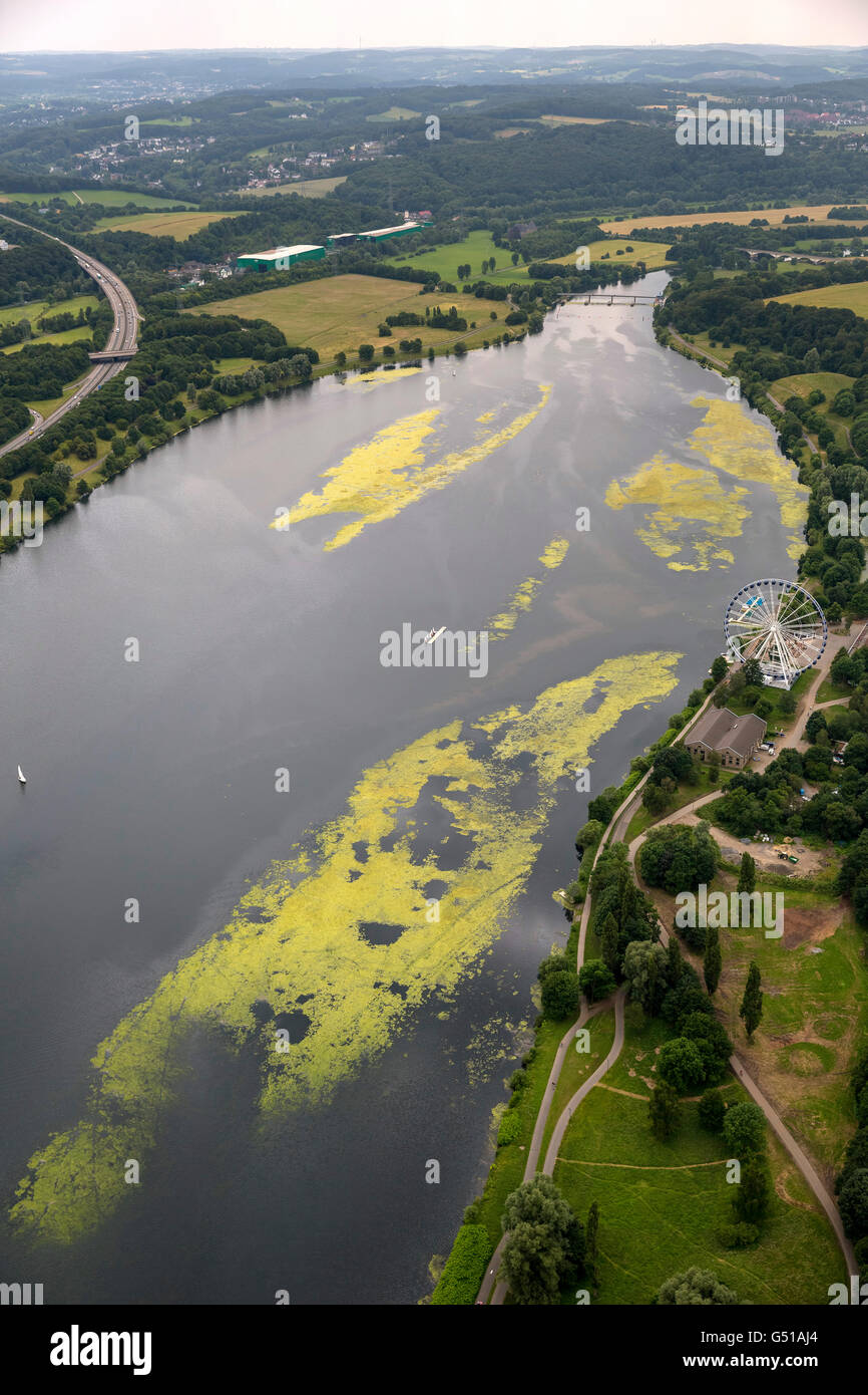 Aerial, aquatic plant Elodea, elodea nuttallii, waterweed, water power plant of the Ruhr Association, Kemnader Reservoir, Stock Photo