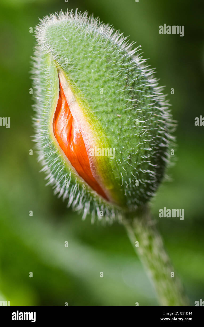 Orange Poppy Bud about to open Stock Photo Alamy