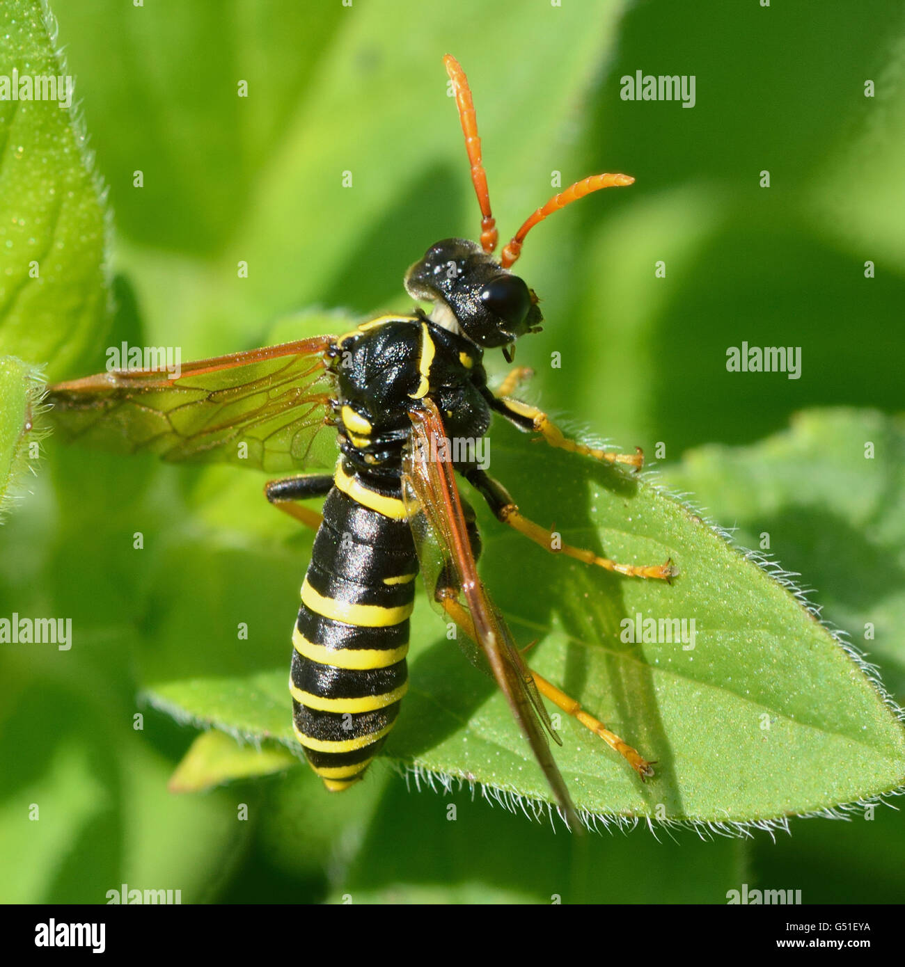 Figwort sawfly (Tenthredo scrophulariae). Insect in family Tenthredinidae, with yellow and black abdomen and orange antennae Stock Photo