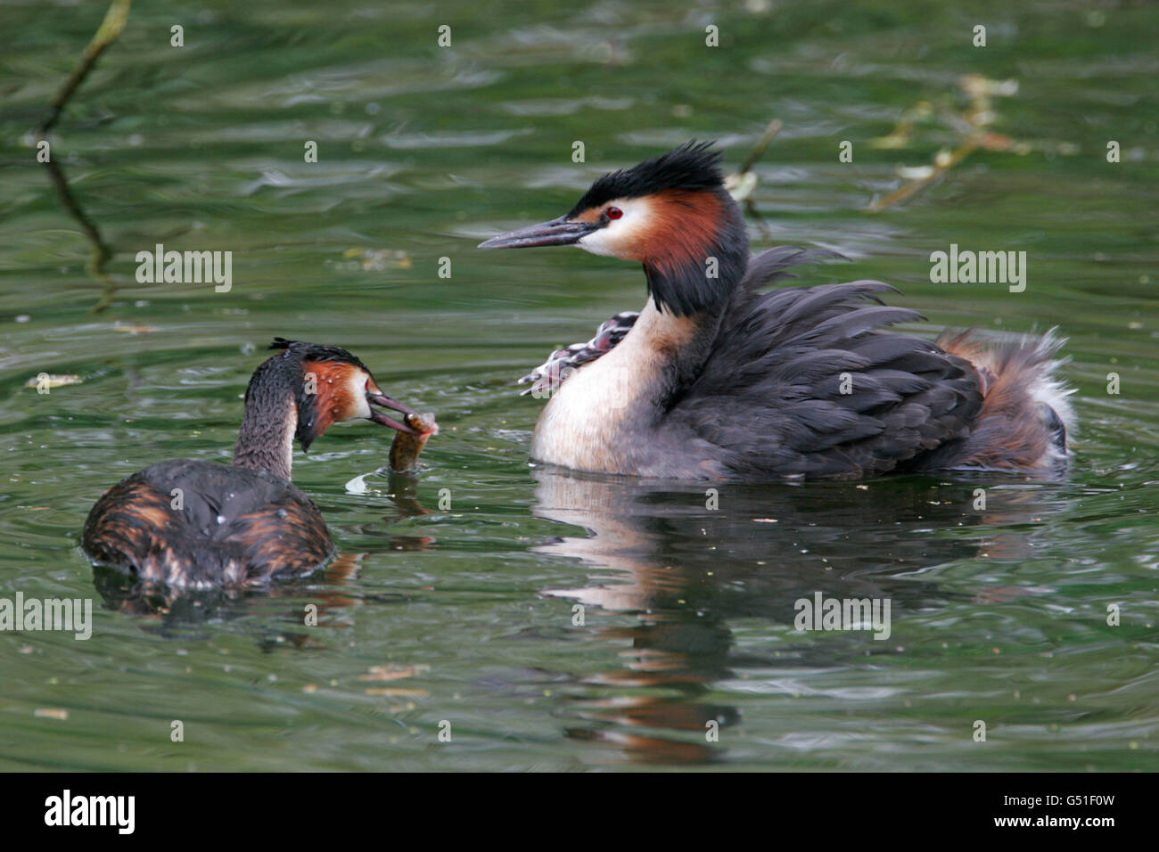 Great-crested Grebes, Podiceps cristatus, female bringing fish to young on back of male. Taken May. Lea Valley, Essex, UK. Stock Photo