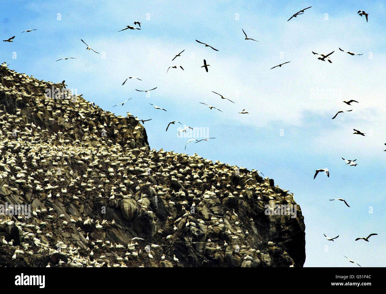 Some of the 50,000 sea birds, including gannets and puffins, which nest on Bass Rock and other nearby islands, seen by the Prince of Wales after he formally opened the Scottish Sea Bird Centre. * Thousands of spectators lined the streets and harbour side of North Berwick in a carnival atmosphere for Charles's arrival. Stock Photo