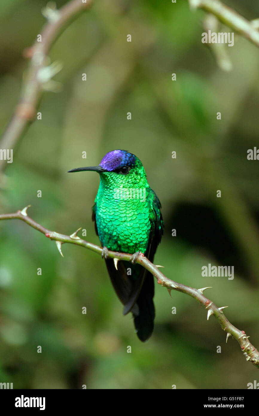Violet capped woodnymph hi-res stock photography and images - Alamy