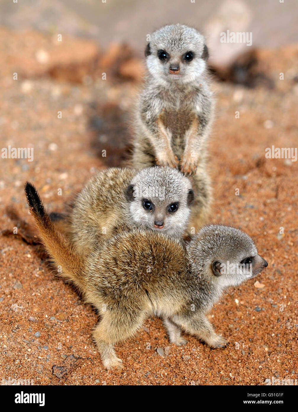 Animals meerkats okwia hi-res stock photography and images - Alamy