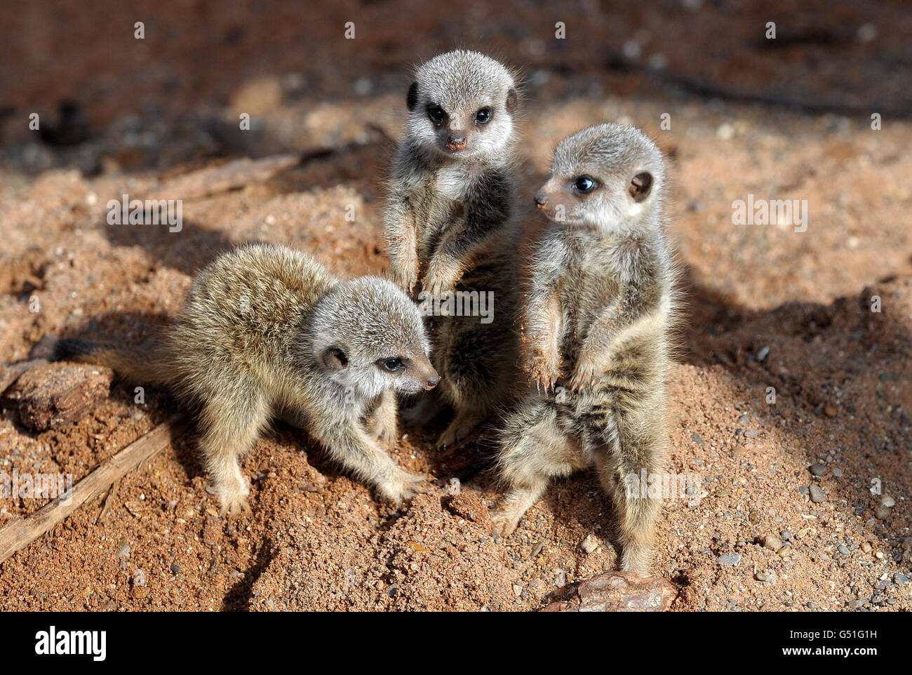 Three baby meerkats, named Timon, Pumbaa and Rafiki, after characters from the Disney film The Lion King, at Bristol Zoo Gardens. Stock Photo