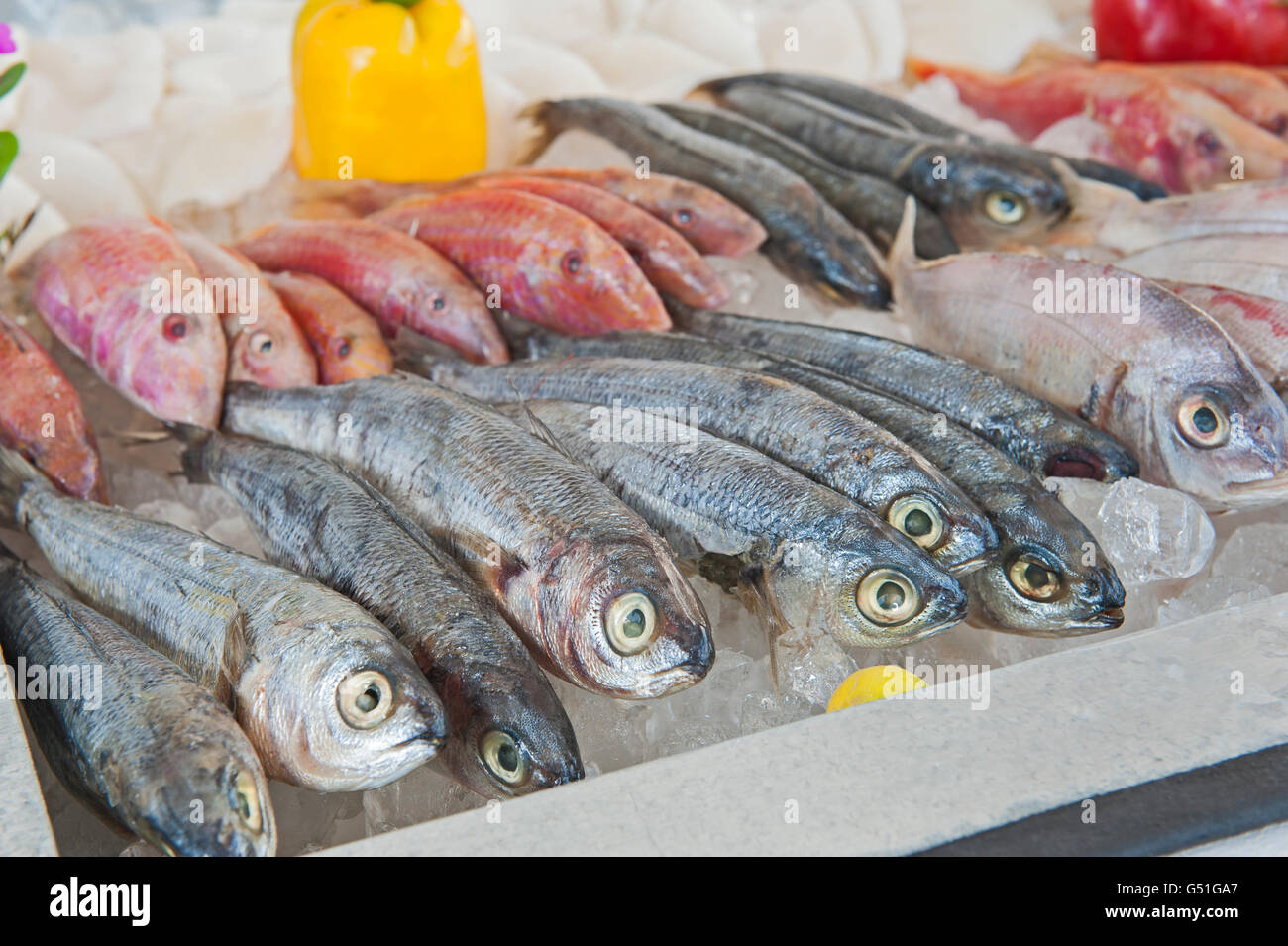 Collection of fresh mullet fish on display at seafood restaurant buffet Stock Photo