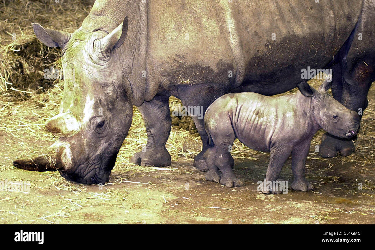 Rhino baby Whipsnade zoo Stock Photo