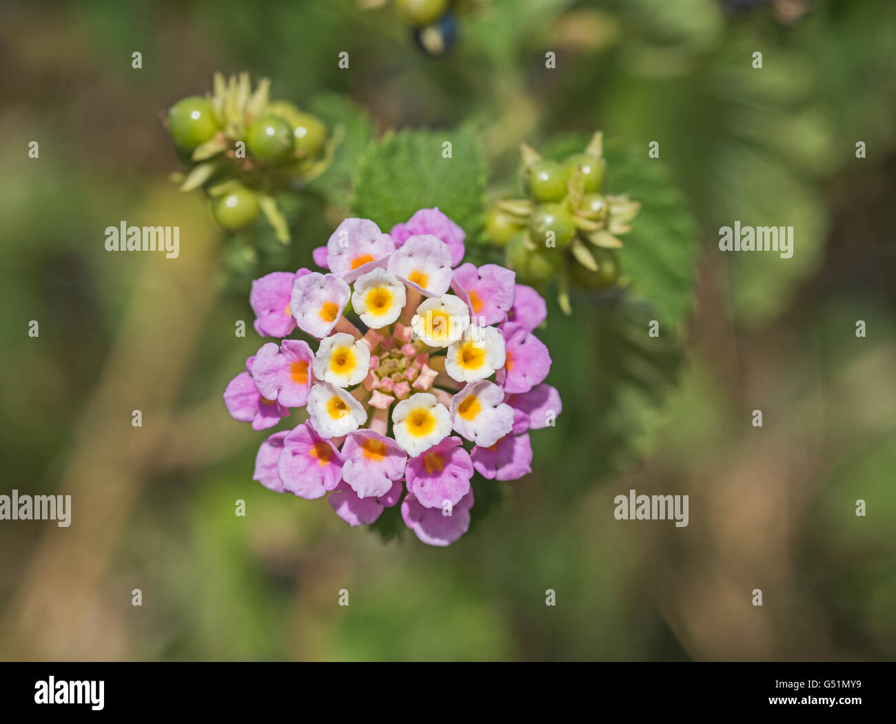 Closeup detail of white and pink lantana camara flower floret in garden with berries Stock Photo