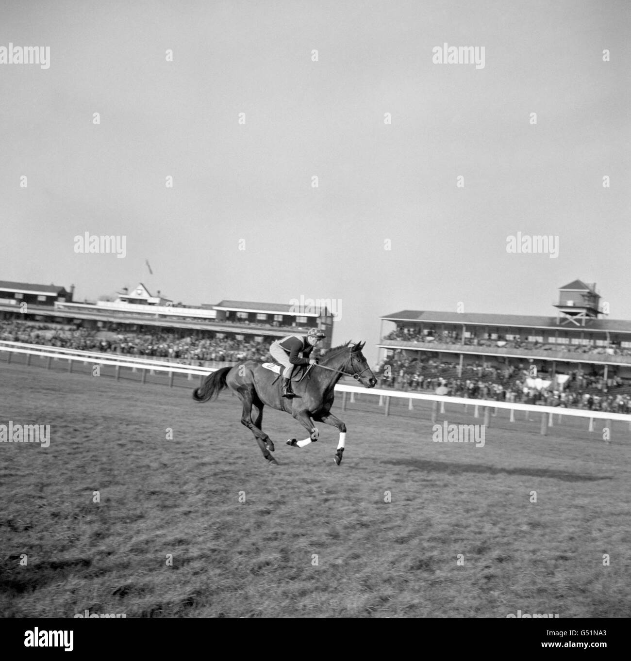 Stock shot of the racehorse Persian War, the fine four year old hurdler owned by Henry Alper. He is trained by Brian Swift from the stables at Ashstead, Surrey. Stock Photo