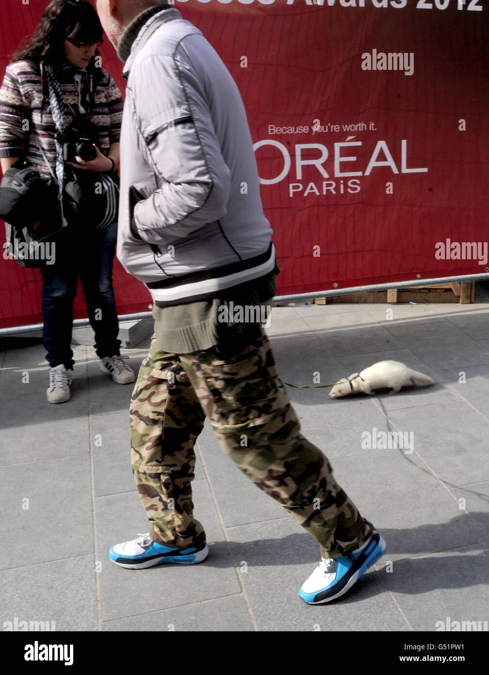 Ferret Walker - London. A man walks a ferret on a lead through central London Stock Photo