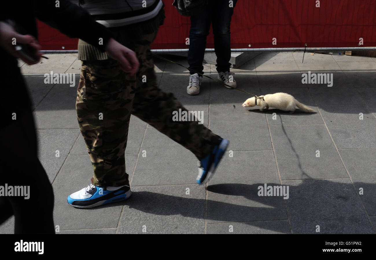 A man walks a ferret on a lead through central London Stock Photo