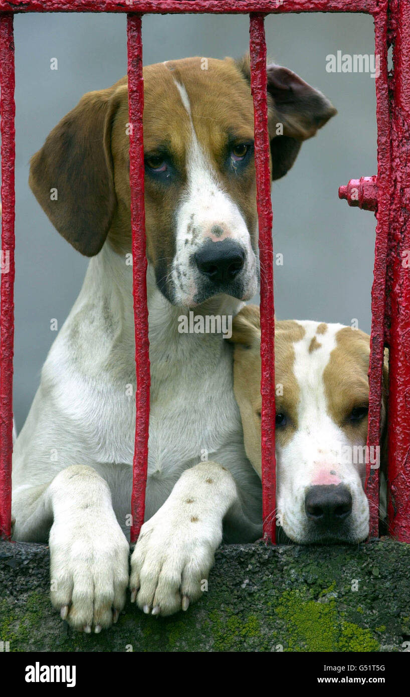 Foxhounds from the Lanark and Renfrew hunt near Glasgow peer out from their kennels, as Home