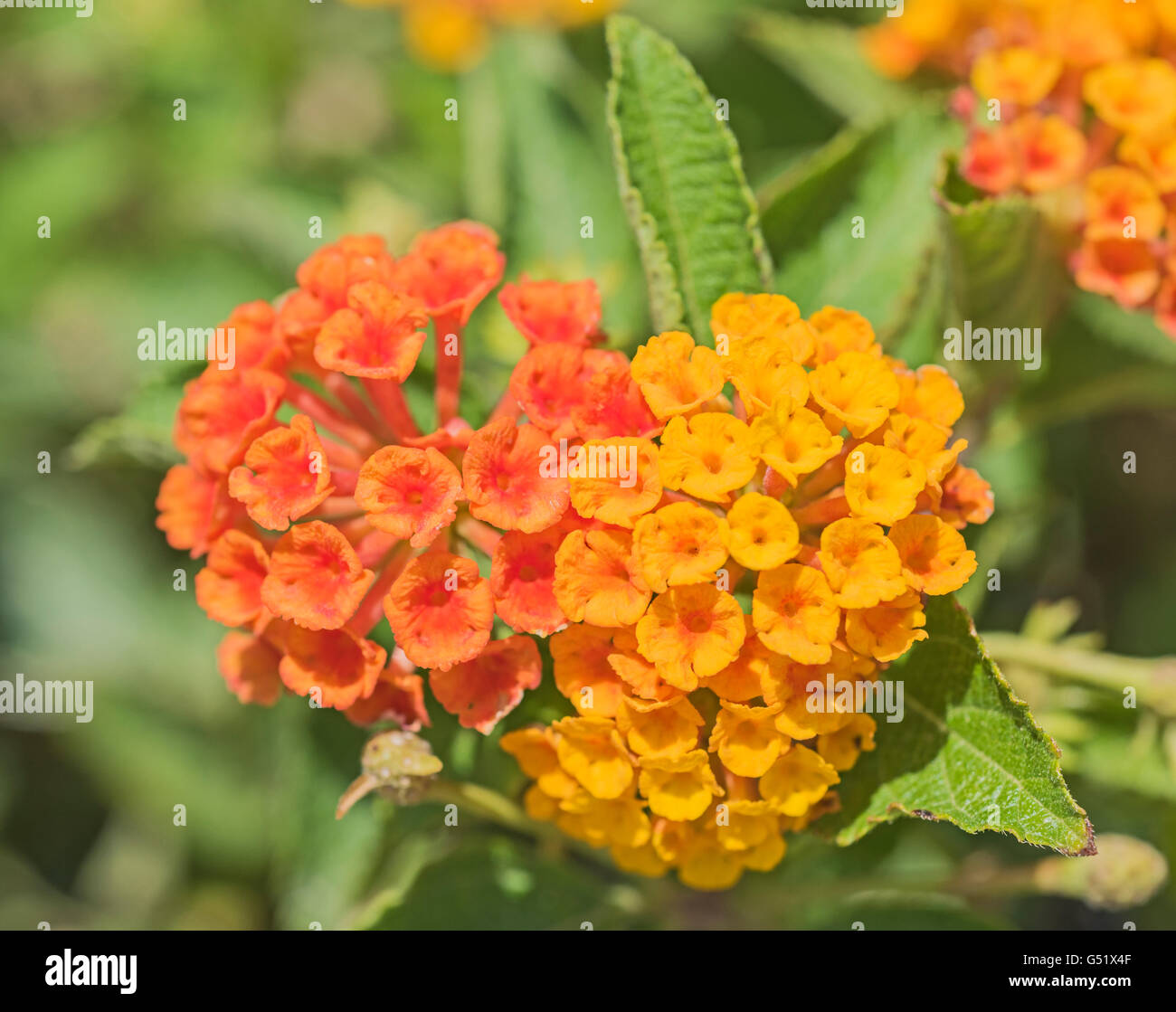 Yellow lantana hires stock photography and images Alamy