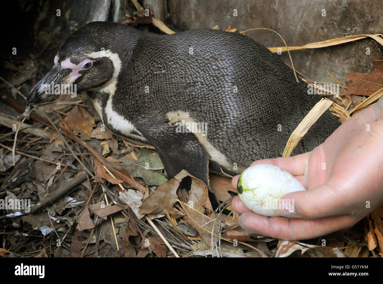 Polly, a Humboldt Penguin, with the first penguin eggs to be laid at the new Penguin Beach exhibit, at London Zoo, in central London. Stock Photo
