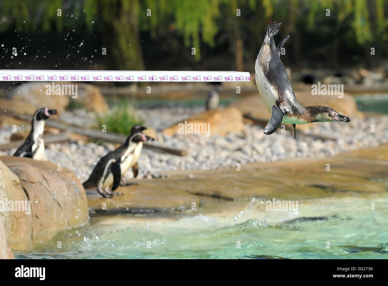 London Zoo penguins celebrate the Olympics with diving board Stock