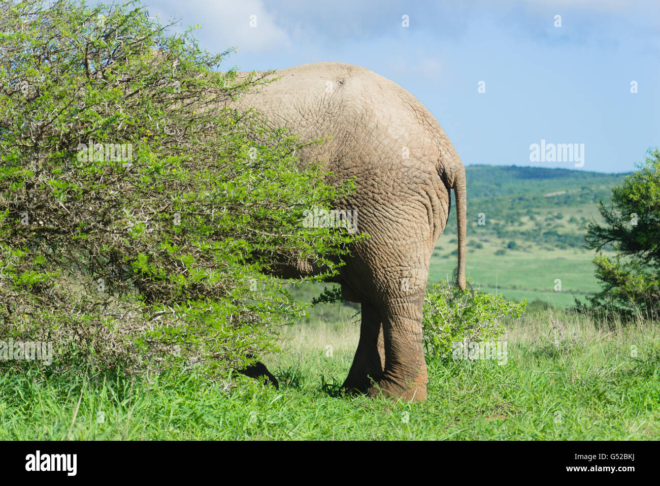Elephant hiding behind tree hires stock photography and images Alamy