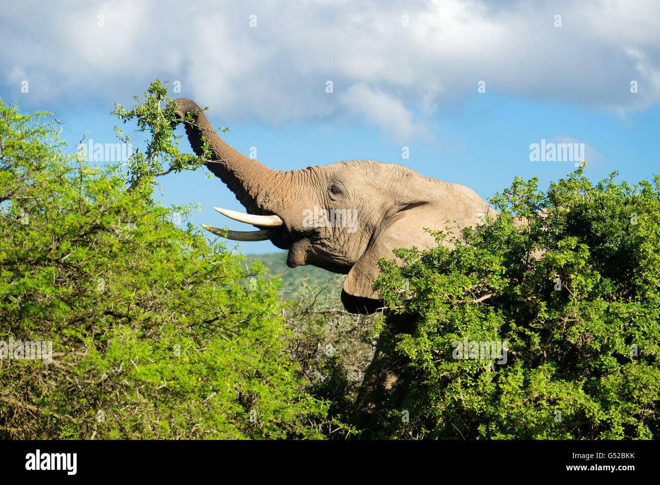 South Africa, Eastern Cape, Western District, Addo Elephant National Park, Elephant eats hidden behind trees Stock Photo
