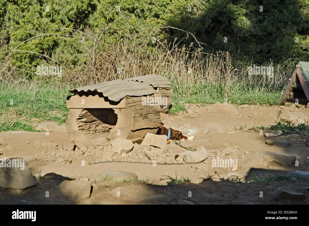 Dog Kennel made from a Hollow Log with iron roof Stock Photo