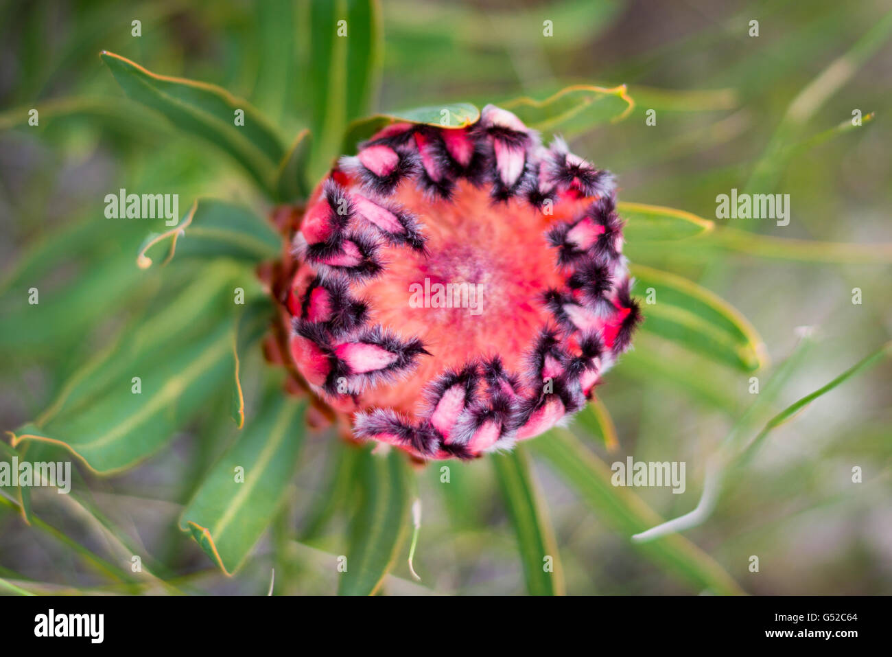 South Africa, Eastern Cape, Western District, Garden Route, Otter Trail