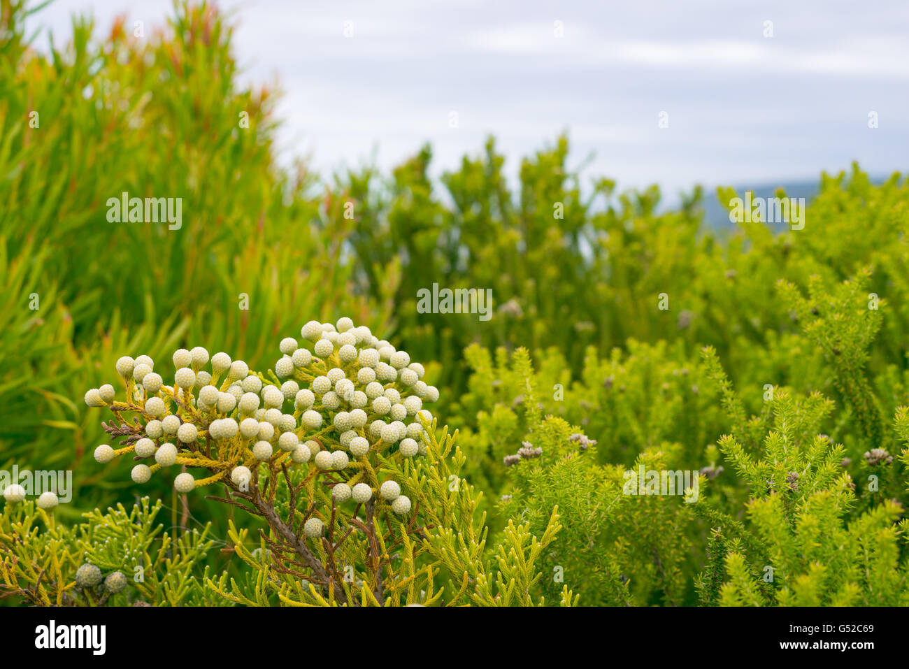 South Africa, Eastern Cape, Western District, Garden Route, Otter Trail