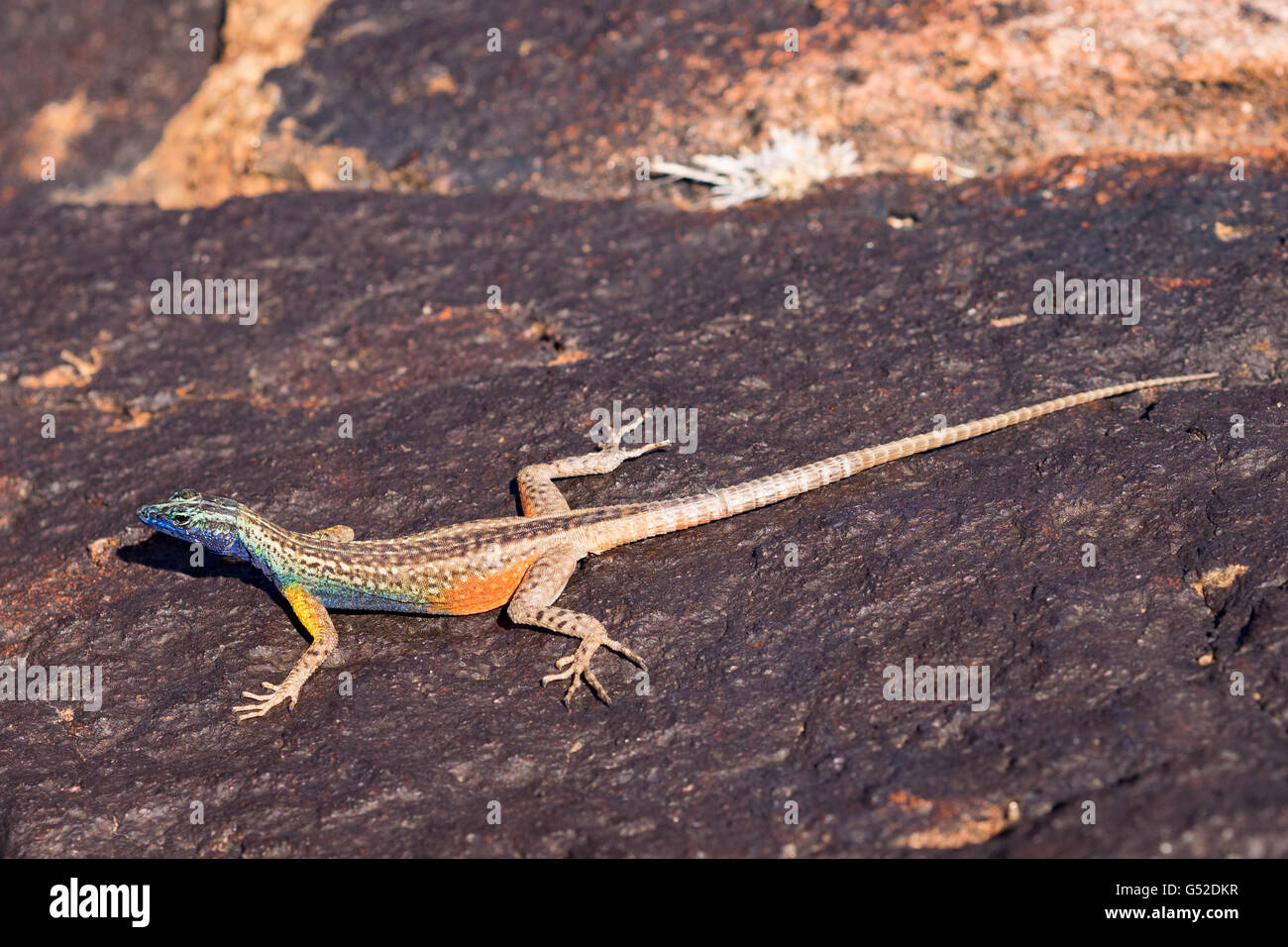 South Africa, North Cape, Benede Oranje, Augrabies Falls National Park, Lizard on Rock, Platysaurus Broadleyi Stock Photo