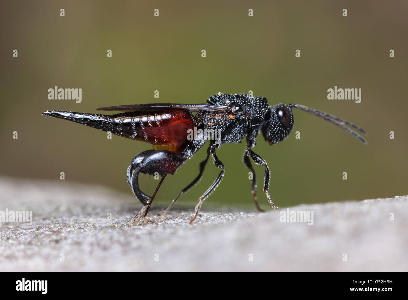 A female Chalcid Wasp (Phasgonophora sulcata) oviposits on the larvae