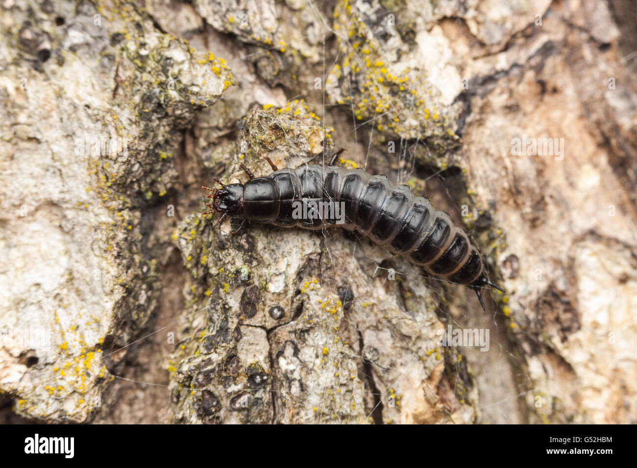 A Caterpillar Hunter (Calosoma sp.) ground beetle larva forages for food on the trunk of an oak tree. Stock Photo