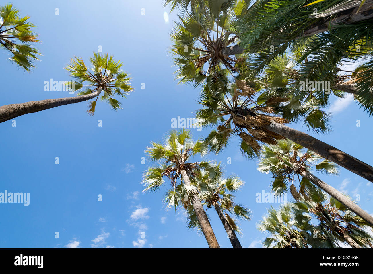 Namibia, Kunene, Palmwag, view through Palmwedel into the sky, palm trees of the Palmwag Lodge Stock Photo