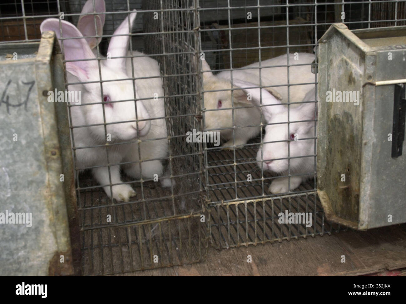 Animal testing rabbit hi-res stock photography and images - Alamy