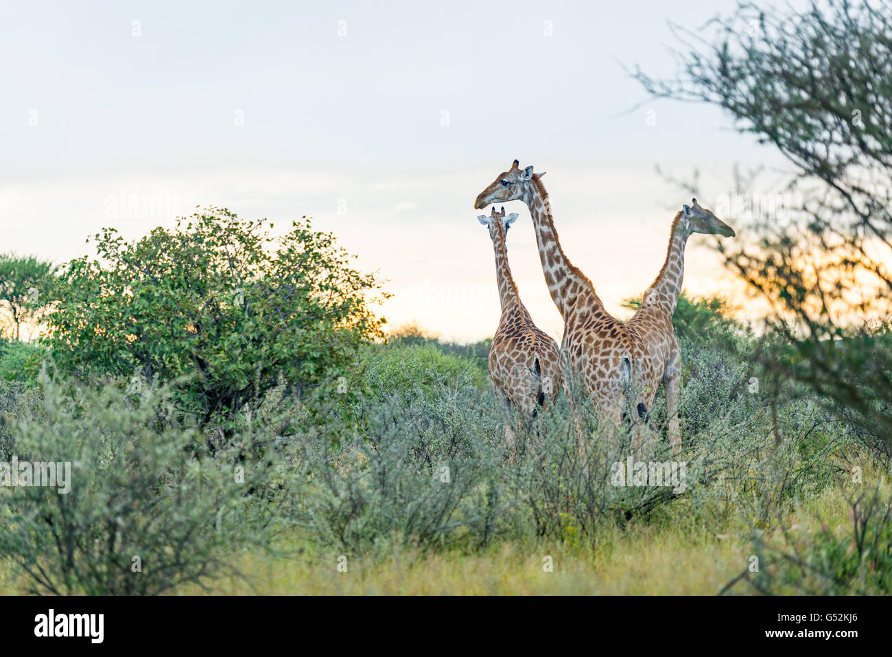Group giraffes in bush in hi-res stock photography and images - Alamy