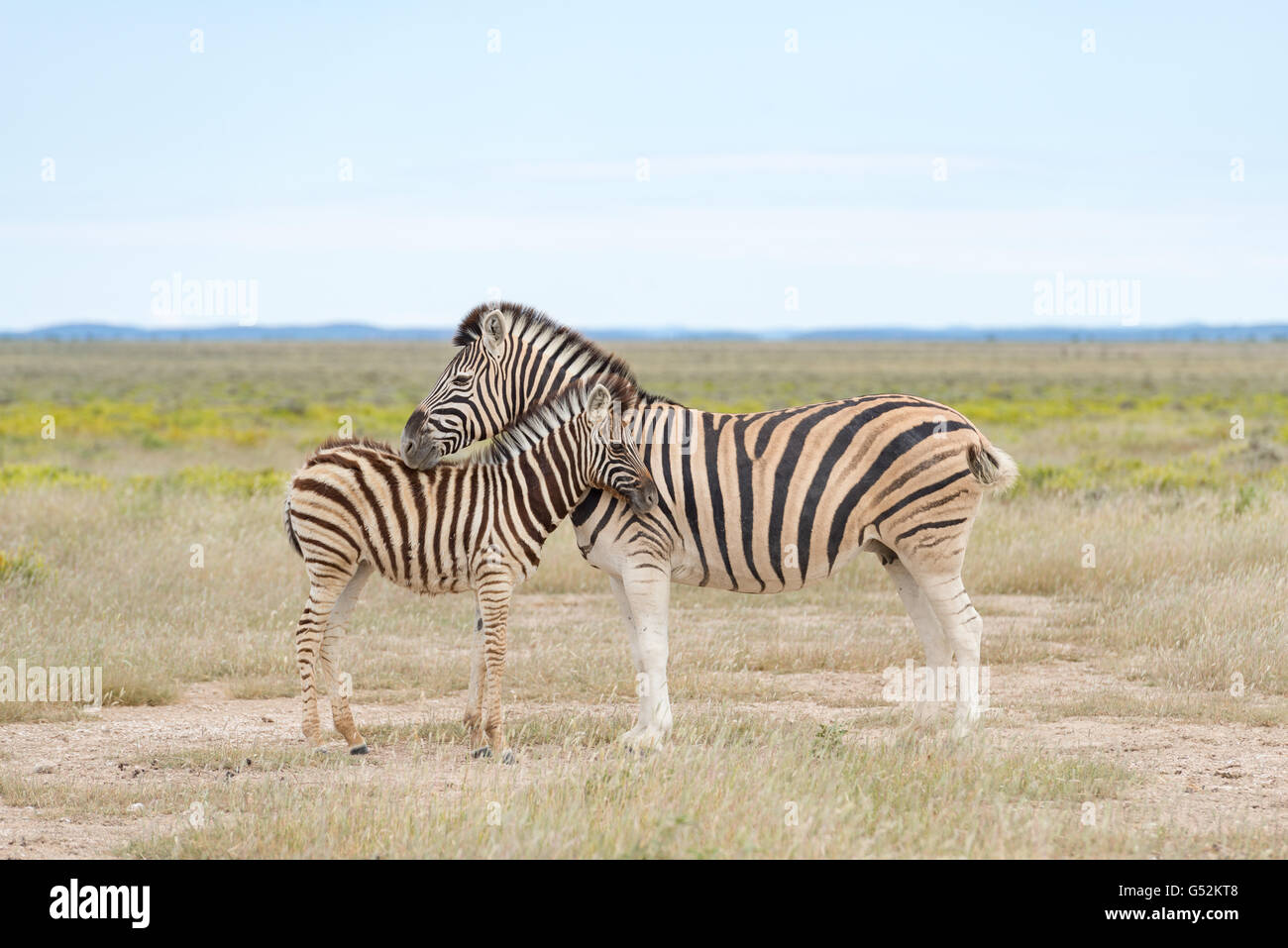 Namibia, Oshana, Etosha National Park, Zebramutter with child, plains zebra  (Equus quagga) or horse-drawn zebra Stock Photo - Alamy